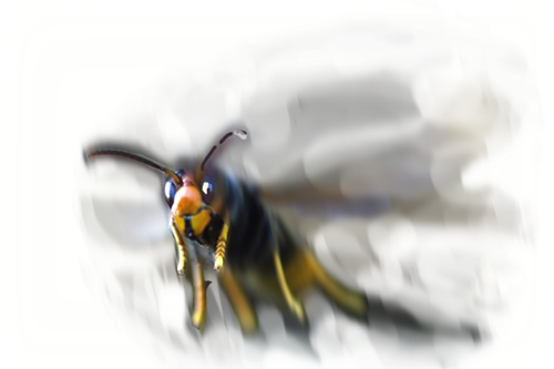 Hornet in heavy shadow and motion